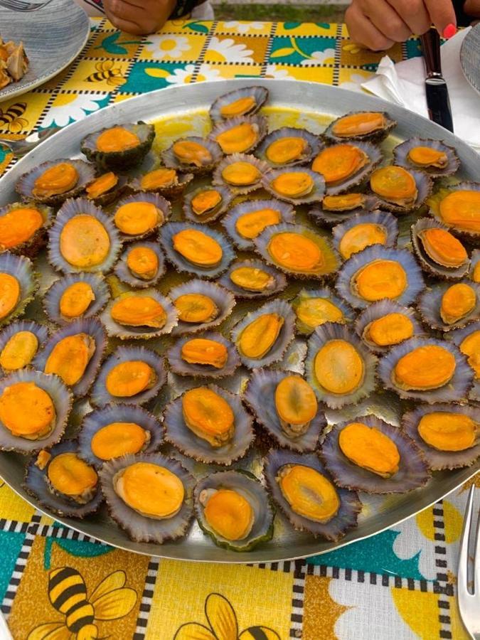 Ninho Cagarras Santo Amaro (Azores)